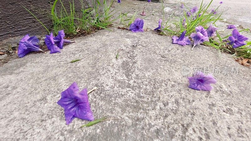 紫色Ruellia Simplex或墨西哥矮牵牛花